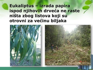 Eukaliptus – izrada papira
ispod njihovih drveća ne raste
ništa zbog listova koji su
otrovni za većinu biljaka
 