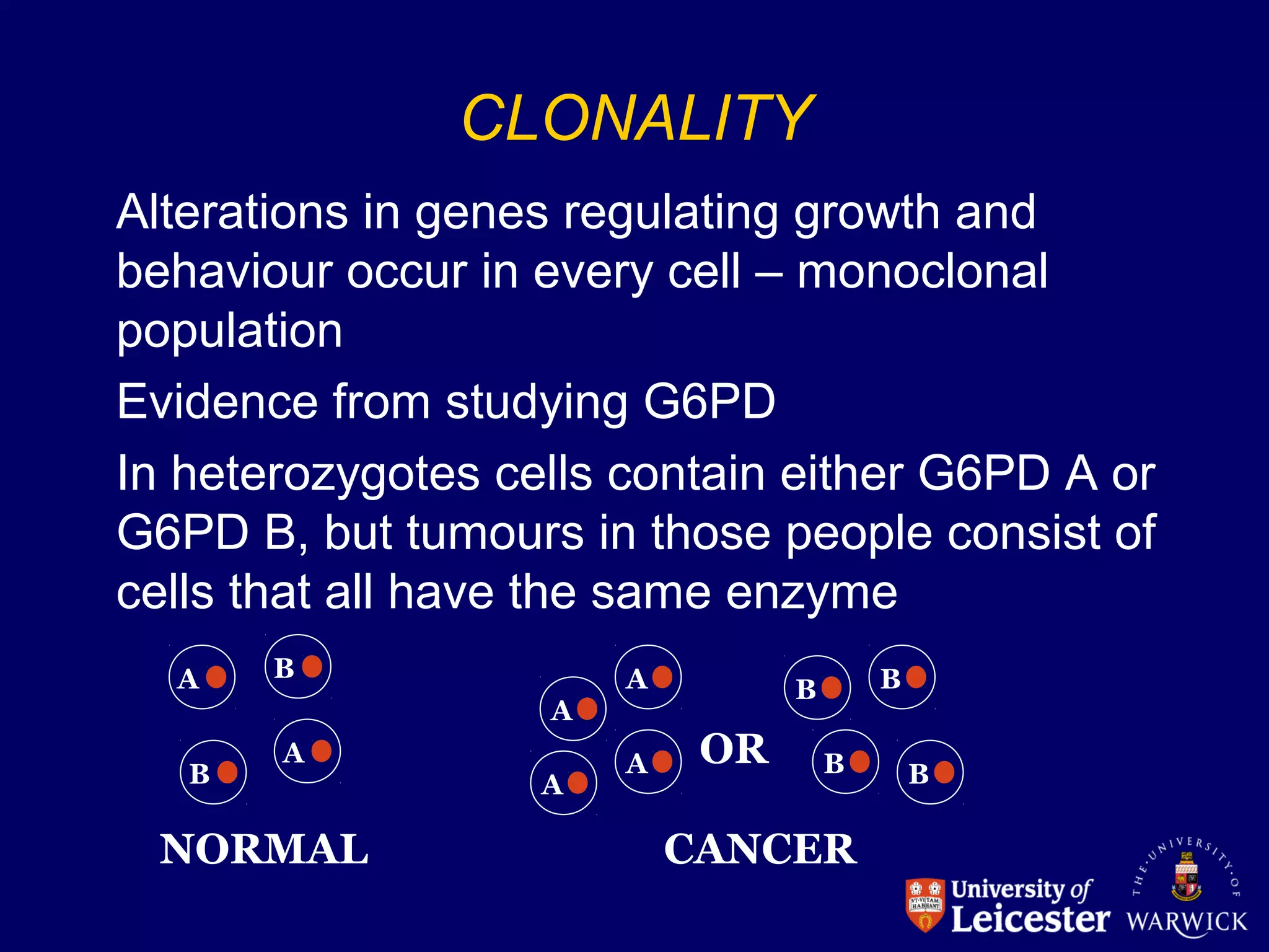CLONALITY
Alterations in genes regulating growth and
behaviour occur in every cell – monoclonal
population
Evidence from studying G6PD
In heterozygotes cells contain either G6PD A or
G6PD B, but tumours in those people consist of
cells that all have the same enzyme
NORMAL CANCER
OR
A
B
A
A
A
A
AB
B
B
B
B
 