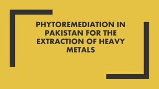 PHYTOREMEDIATION IN
PAKISTAN FOR THE
EXTRACTION OF HEAVY
METALS
 