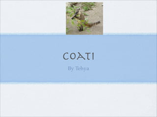 Coati
By Tehya
 
