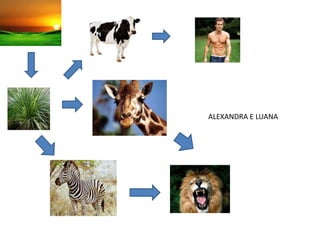 ALEXANDRA E LUANA
 