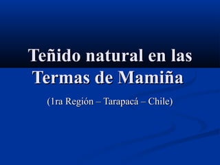 Teñido natural en lasTeñido natural en las
Termas de MamiñaTermas de Mamiña
(1ra Región – Tarapacá – Chile)(1ra Región – Tarapacá – Chile)
 