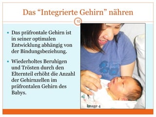 Das “Integrierte Gehirn” nähren
 Das präfrontale Gehirn ist
in seiner optimalen
Entwicklung abhängig von
der Bindungsbeziehung.
 Wiederholtes Beruhigen
und Trösten durch den
Elternteil erhöht die Anzahl
der Gehirnzellen im
präfrontalen Gehirn des
Babys.
Image 4
10
 