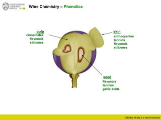 Wine Chemistry – Phenolics
skinpulp
seed
anthocyanins
tannins
flavonols
stilbenes
flavanols
tannins
gallic acids
cinnamates
flavonols
stilbenes
 