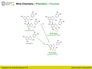 Arapitsas et al. Scientific Reports 2018
Wine Chemistry – Phenolics – Flavanols
O
OH
OH
OH
OH
OH
O
OH
OH
OH
OH
OH
O
OH
OH
OH
OH
OH
epicatechin
procyanidin B2
ECAT-SO3H
epicatechin-SO3H
ECAT-SO3H
procyanidin B2-SO3H
O
OH
OH
OH
OH
OH
S
O
O
OH
O
OH
OH
OH
OH
OH
O
OH
OH
OH
OH
OH
S
O
O
OH
 