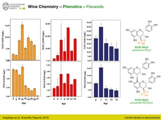 Arapitsas et al. Scientific Reports 2018
Wine Chemistry – Phenolics – Flavanols
ECAT-SO3H
epicatechin-SO3H
ECAT-SO3H
procyanidin B2-SO3H
O
OH
OH
OH
OH
OH
S
O
O
OH
O
OH
OH
OH
OH
OH
O
OH
OH
OH
OH
OH
S
O
O
OH
6 8 10 14 16 19 24 26 31 5 6 7 14139
Age
10
Age
136 7 11 12
Age
 