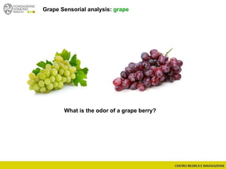 Grape Sensorial analysis: grape
What is the odor of a grape berry?
 