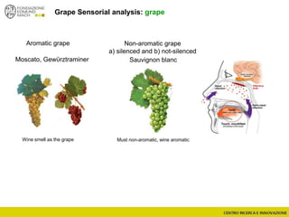 Grape Sensorial analysis: grape
Aromatic grape
Moscato, Gewϋrztraminer
Wine smell as the grape
Non-aromatic grape
a) silenced and b) not-silenced
Sauvignon blanc
Must non-aromatic, wine aromatic
 