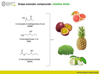 Grape aromatic compounds: volatiles thiols
O
SH
OH
SH
O
SHO
4-mercapto-4-methylpentan-2-one
4MMP
3-mercaptohexan-1-ol
3MH
3-mercaptohexyl-acetate
3MHA
 