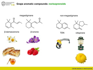O
Grape aromatic compounds: norisoprenoids
megastigmane non-megastigmane
TDNβ-damascenone vitispirane
O
β-ionone
 