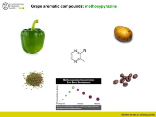 Grape aromatic compounds: methoxypyrazine
N
N
R
 