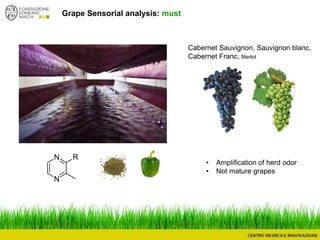 Grape Sensorial analysis: must
Cabernet Sauvignon, Sauvignon blanc,
Cabernet Franc, Merlot
N
N
R
• Amplification of herd odor
• Not mature grapes
 