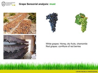 Grape Sensorial analysis: must
White grapes: Honey, dry fruits, chamomile
Red grapes: comfiture of red berries
 
