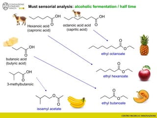 Must sensorial analysis: alcoholic fermentation / half time
OH
O
OH
O
OH
O
OH
O
3-methylbutanoic
octanoic acid acid
(caprilic acid)
Hexanoic acid
(capronic acid)
butanoic acid
(butyric acid)
O
O
O
O
O
O
O
O
isoamyl acetate
ethyl butanoate
ethyl hexanoate
ethyl octanoate
 