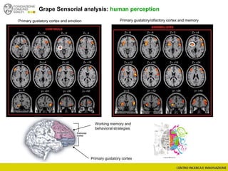 Grape Sensorial analysis: human perception
Primary gustatory cortex
Working memory and
behavioral strategies
Primary gustatory cortex and emotion Primary gustatory/olfactory cortex and memory
 