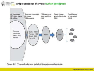 Grape Sensorial analysis: human perception
 