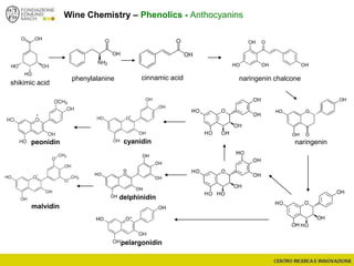 Wine Chemistry – Phenolics - Anthocyanins
shikimic acid
phenylalanine cinnamic acid
naringenin
naringenin chalcone
cyanidin
delphinidin
pelargonidin
malvidin
peonidin
 