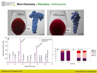 Wine Chemistry – Phenolics - Anthocyanins
Bobeica et al Frontiers 2016
 