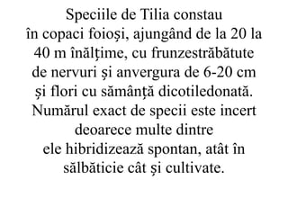 Speciile de Tilia constau
în copaci foioși, ajungând de la 20 la
 40 m înălțime, cu frunzestrăbătute
 de nervuri și anvergura de 6-20 cm
  și flori cu sămânță dicotiledonată.
 Numărul exact de specii este incert
         deoarece multe dintre
   ele hibridizează spontan, atât în
       sălbăticie cât și cultivate.
 
