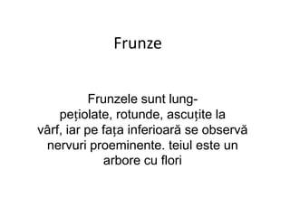 Frunze


           Frunzele sunt lung-
    pețiolate, rotunde, ascuțite la
vârf, iar pe fața inferioară se observă
 nervuri proeminente. teiul este un
             arbore cu flori
 