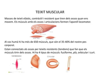 TEIXIT MUSCULAR
Masses de teixit elàstic, contràctil i resistent que tiren dels ossos quan ens
movem. Els músculs amb els ossos i articulacions formen l’aparell locomotor.
Al cos humà hi ha més de 650 músculs, que són el 35-40% del nostre pes
corporal.
Estan connectats als ossos per teixits resistents (tendons) que fan que els
músculs tirin dels ossos. Hi ha 4 tipus de músculs: fusiforme, plà, orbicular i curt.
 