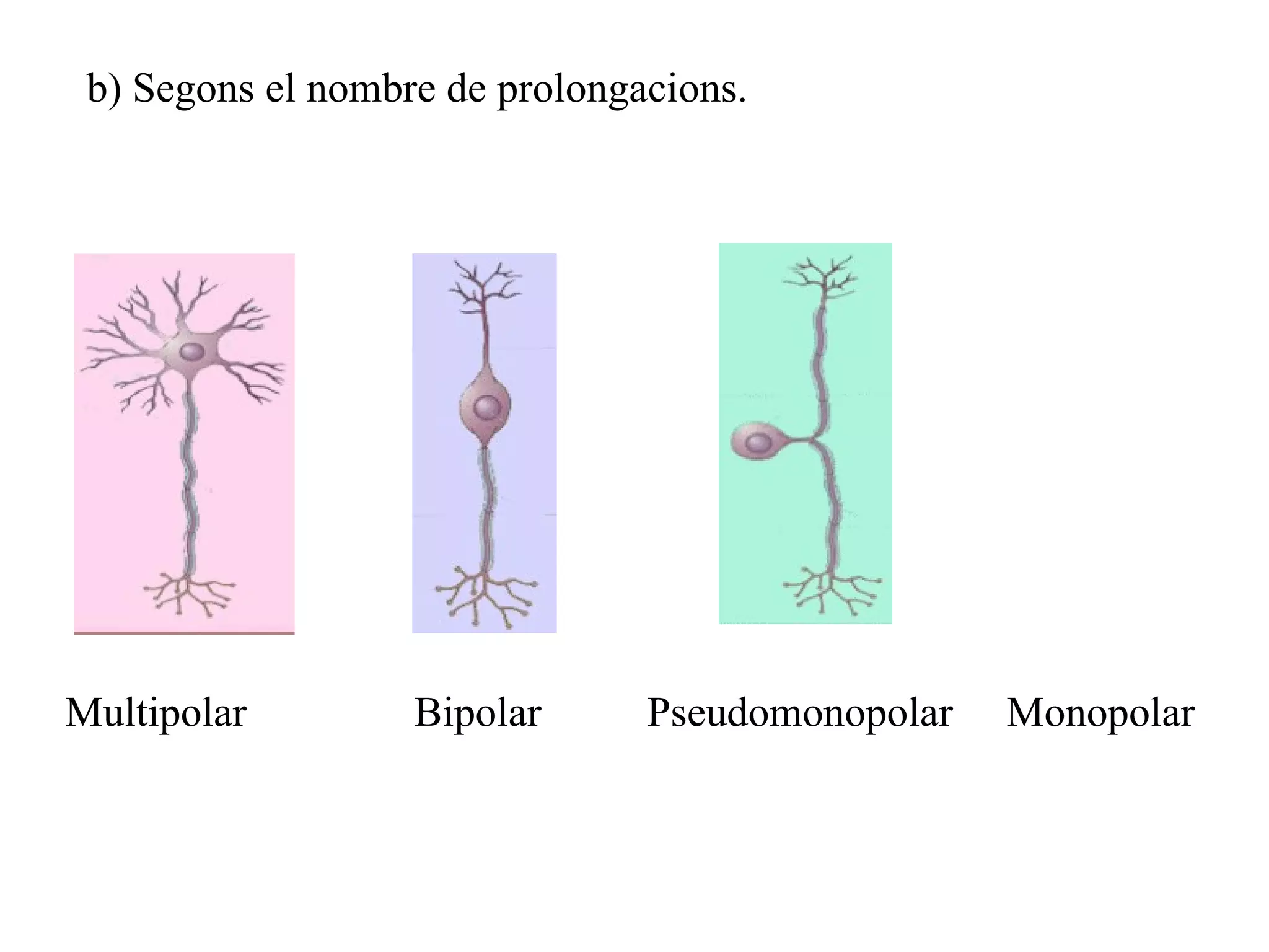 b) Segons el nombre de prolongacions. Multipolar Pseudomonopolar Bipolar Monopolar 