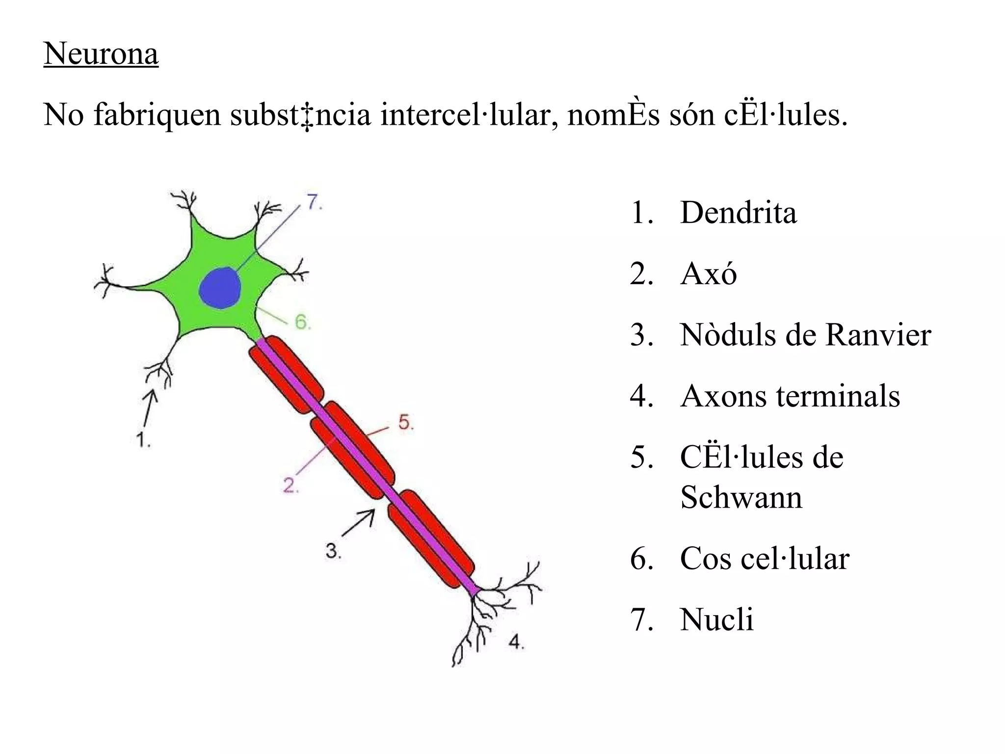 Neurona No fabriquen substància intercel·lular, només són cèl·lules. Dendrita Axó Nòduls de Ranvier Axons terminals Cèl·lules de Schwann Cos cel·lular Nucli 