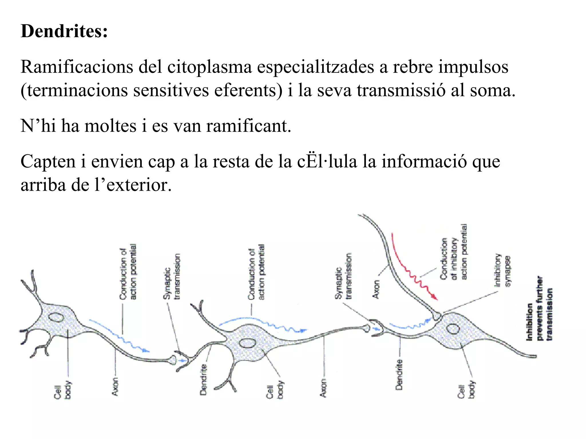 Dendrites: Ramificacions del citoplasma especialitzades a rebre impulsos (terminacions sensitives eferents) i la seva transmissió al soma.  N’hi ha moltes i es van ramificant.  Capten i envien cap a la resta de la cèl·lula la informació que arriba de l’exterior. 