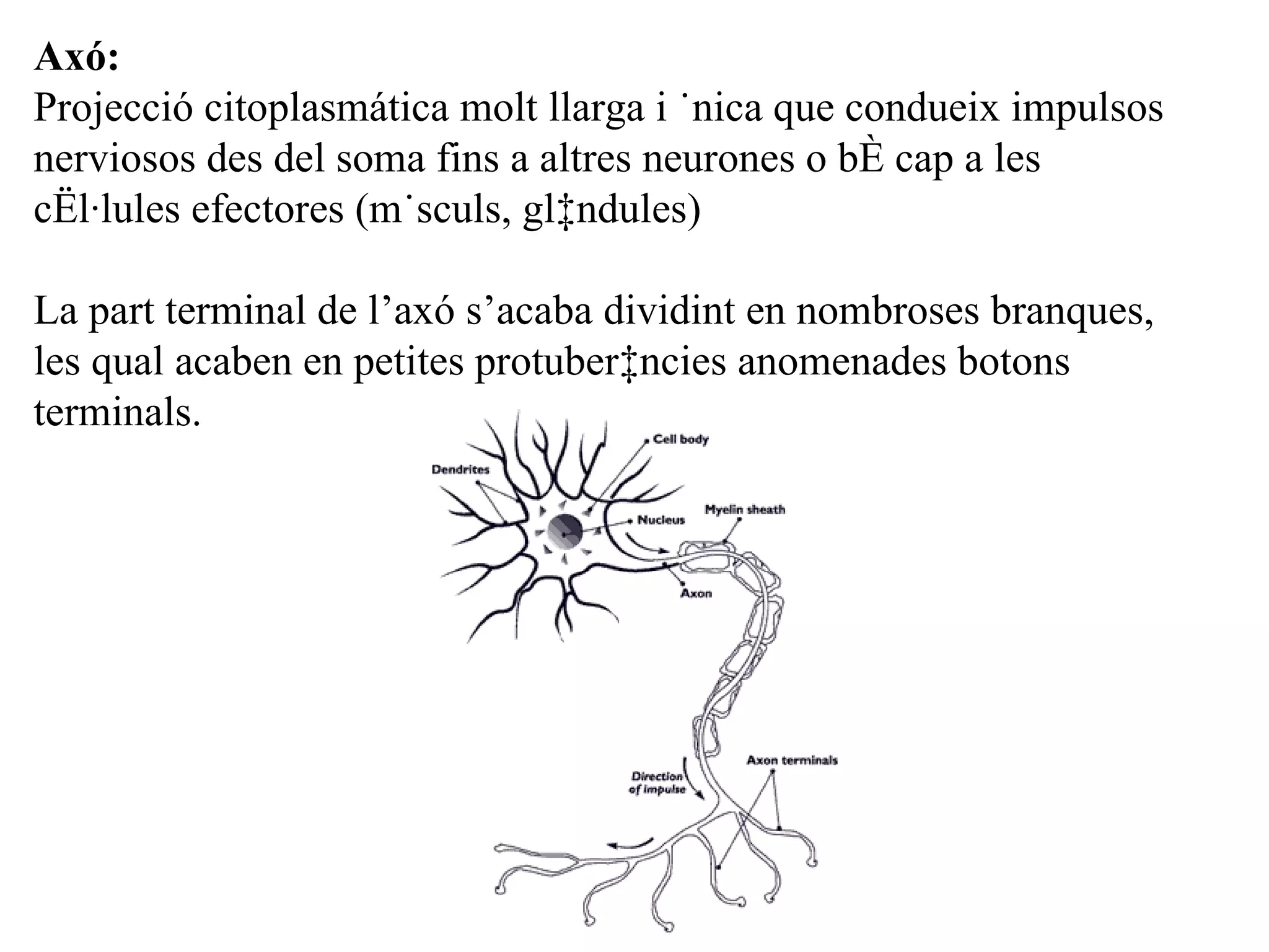 Axó:   Projecció citoplasmática molt llarga i única que condueix impulsos nerviosos des del soma fins a altres neurones o bé cap a les cèl·lules efectores (músculs, glàndules) La part terminal de l’axó s’acaba dividint en nombroses branques, les qual acaben en petites protuberàncies anomenades botons terminals. 