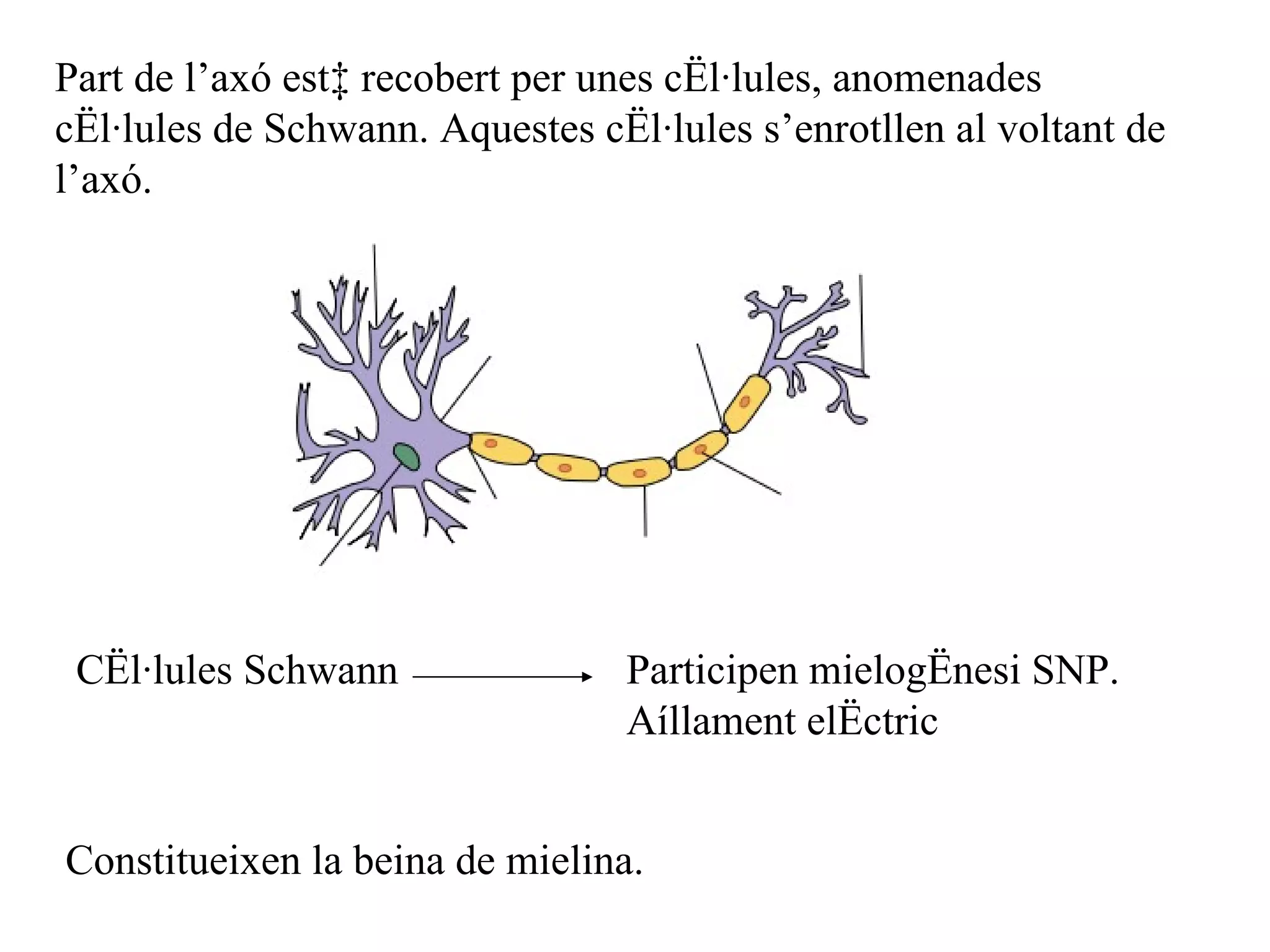 Part de l’axó està recobert per unes cèl·lules, anomenades cèl·lules de Schwann. Aquestes cèl·lules s’enrotllen al voltant de l’axó. Cèl·lules Schwann Participen mielogènesi SNP. Aíllament elèctric Constitueixen la beina de mielina. 