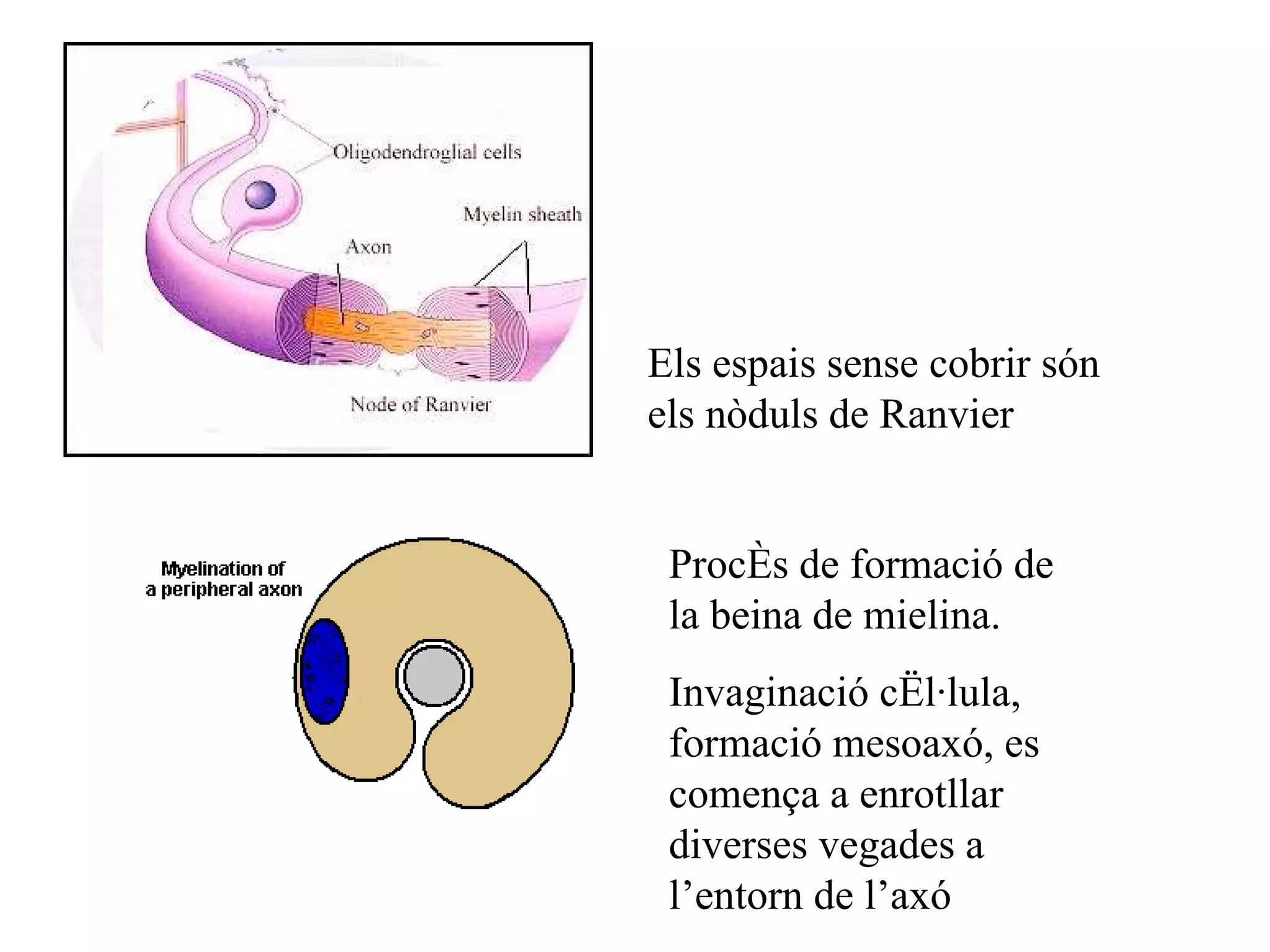 Els espais sense cobrir són els nòduls de Ranvier Procés de formació de la beina de mielina. Invaginació cèl·lula, formació mesoaxó, es comença a enrotllar diverses vegades a l’entorn de l’axó 
