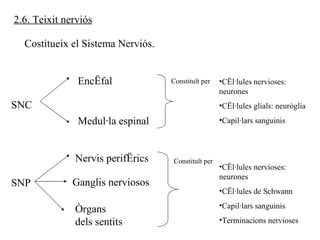 SNC SNP 2.6. Teixit nerviós Encèfal Medul·la espinal Nervis perifèrics Ganglis nerviosos Òrgans dels sentits Constituït per Constituït per ,[object Object],[object Object],[object Object],[object Object],[object Object],[object Object],[object Object],Costitueix el Sistema Nerviós. 