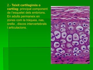 2.- Teixit cartilaginós o
cartílag: principal component
de l’esquelet dels embrions.
En adults permaneix en
zones com la tràquea, nas,
orella , discos intervertebrals
i articulacions.
 