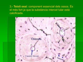 3.- Teixit ossi: component essencial dels ossos. És
el més fort ja que la substància intercel·lular està
calcificada.
 