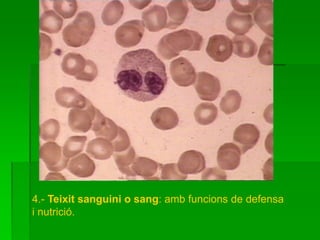 4.- Teixit sanguini o sang: amb funcions de defensa
i nutrició.
 