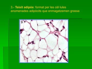 3.- Teixit adipós: format per les cèl·lules
anomenades adipòcits que enmagatzemen grassa
 
