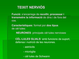 TEIXIT NERVIÓS
Funció: s’encarrega de recollir, processar i
transmetre la informació de dins i de fora del
cos.
Característiques: format por dos tipus
de cèl·lules:
NEURONES: principals cèl·lules nervioses
CÈL·LULES GLIALS: amb funcions de suport,
defensa i nutrició de les neurones.
- astròcits
- micròglia
- cèl·lules de Schwann
 