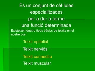 És un conjunt de cèl·lules
especialitzades
per a dur a terme
una funció determinada
Existeixen quatro tipus bàsics de teixits en el
nostre cos:
Teixit epitelial
Teixit nerviós
Teixit connectiu
Teixit muscular
 