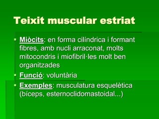 Teixit muscular estriat
 Miòcits: en forma cilíndrica i formant
fibres, amb nucli arraconat, molts
mitocondris i miofibril·les molt ben
organitzades
 Funció: voluntària
 Exemples: musculatura esquelètica
(bíceps, esternoclidomastoidal...)
 
