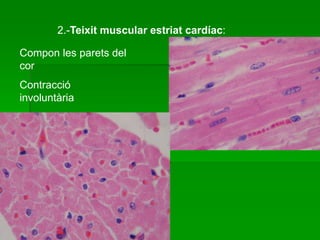 2.-Teixit muscular estriat cardíac:
Compon les parets del
cor
Contracció
involuntària
 
