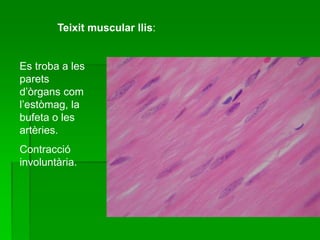 Teixit muscular llis:
Es troba a les
parets
d’òrgans com
l’estòmag, la
bufeta o les
artèries.
Contracció
involuntària.
 