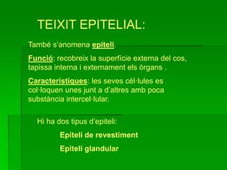 TEIXIT EPITELIAL:
També s’anomena epiteli.
Funció: recobreix la superfície externa del cos,
tapissa interna i externament els òrgans .
Característiques: les seves cèl·lules es
col·loquen unes junt a d’altres amb poca
substància intercel·lular.
Hi ha dos tipus d’epiteli:
Epiteli de revestiment
Epiteli glandular
 