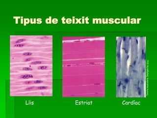 Tipus de teixit muscular
Llis Estriat Cardíac
Teixitsmusculars.Imatgesbyakay
 