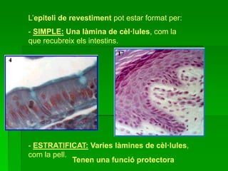 L’epiteli de revestiment pot estar format per:
- SIMPLE: Una làmina de cèl·lules, com la
que recubreix els intestins.
- ESTRATIFICAT: Varies làmines de cèl·lules,
com la pell.
Tenen una funció protectora
 
