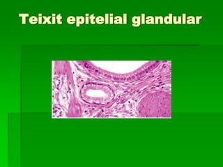 Teixit epitelial glandular
 