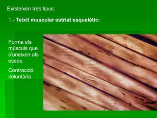 Existeixen tres tipus:
1.- Teixit muscular estriat esquelètic:
Forma els
músculs que
s’uneixen als
ossos.
Contracció
voluntària
 
