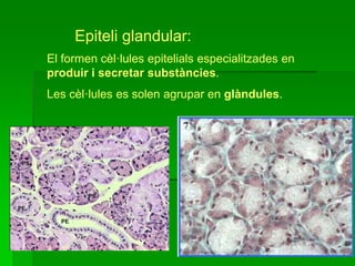 Epiteli glandular:
El formen cèl·lules epitelials especialitzades en
produir i secretar substàncies.
Les cèl·lules es solen agrupar en glàndules.
 