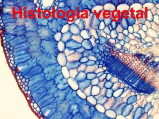 Histologia vegetal
 