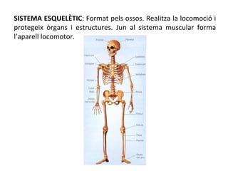 SISTEMA ESQUELÈTIC : Format pels ossos. Realitza la locomoció i protegeix òrgans i estructures. Jun al sistema muscular fo...