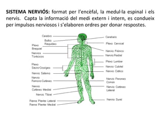 SISTEMA NERVIÓS:  format per l’encèfal, la medul·la espinal i els nervis.  Capta la informació del medi extern i intern, e...